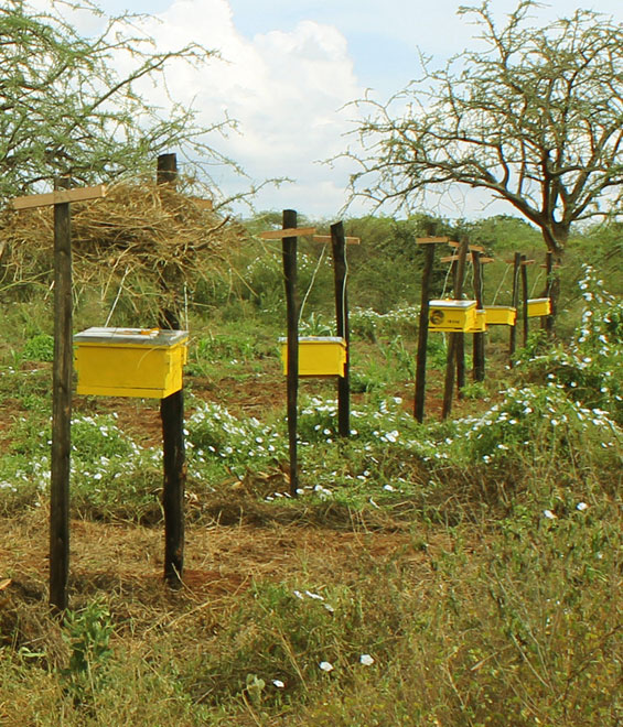 Langstroth beehive fence line in Tsavo