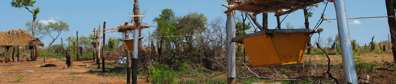 Mozambican beehive fence in Niassa
