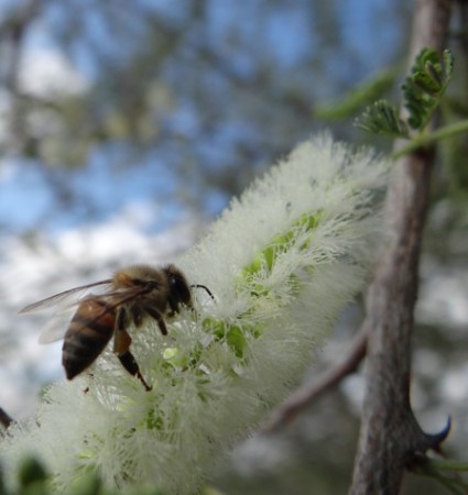POLLINATION Bee on flower (port)