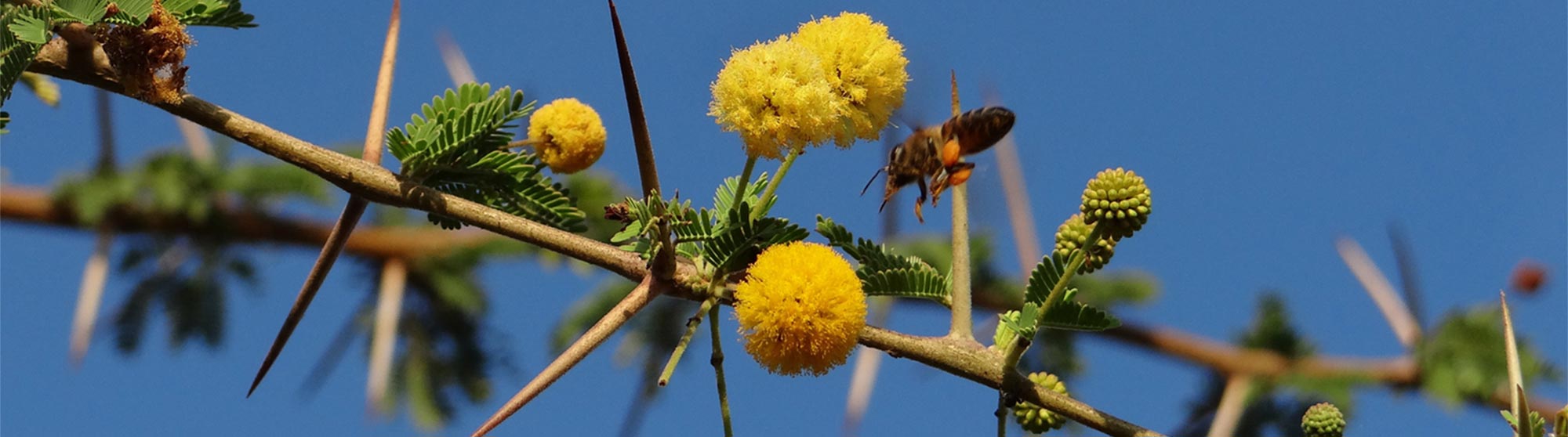 Bee-on-acacia-flowers