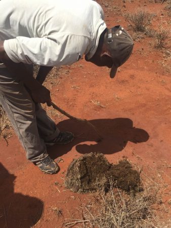 Inspecting elephant dung bolus to estimate age and assess what they have been eating. 